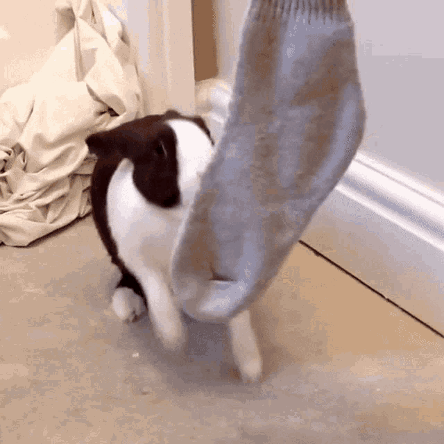a black and white dog is playing with a gray sock