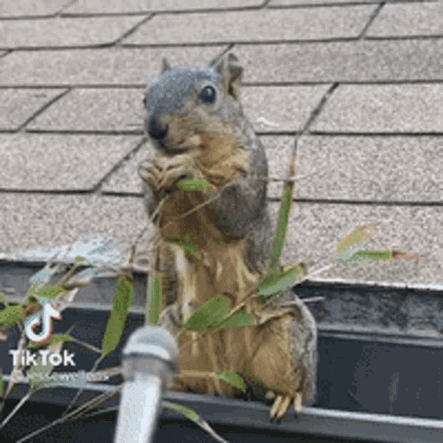 a squirrel is sitting on top of a gutter eating leaves .