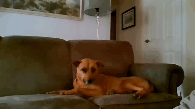 a dog is laying on a couch with a lamp in the background