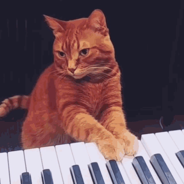 Piano Piano Cat GIF - Piano Piano Cat Cutest Cat GIFs