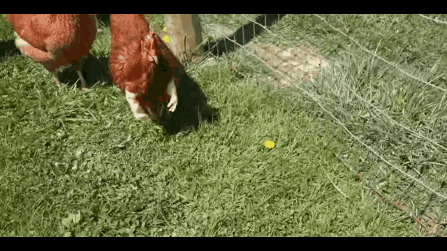 two chickens are eating grass near a fence .