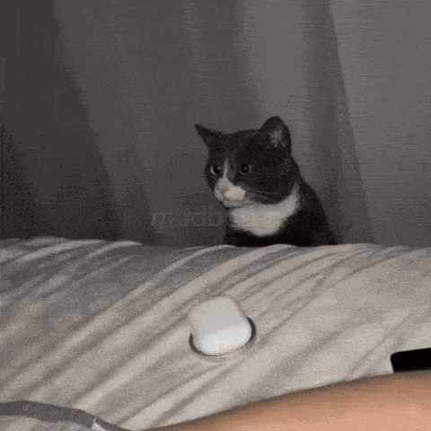 a gray and white cat sitting on a bed next to a person 's arm and a button that says mudbetter