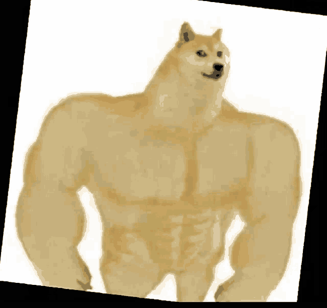 a doge with muscles is standing on a white surface .