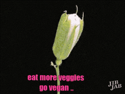 Eat More Veggies Go Vegan GIF - Eat More Veggies Go Vegan Vegan GIFs
