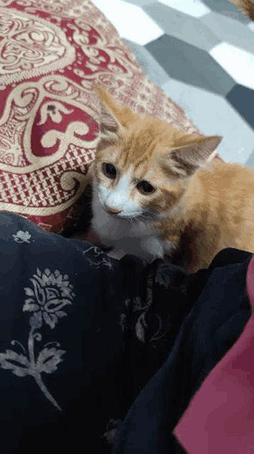a small orange and white kitten is sitting on a person 's knee .