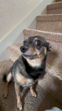a small brown and black dog is sitting on a set of stairs