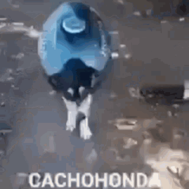 La Creatura Cachohonda GIF - La Creatura Cachohonda Honda GIFs