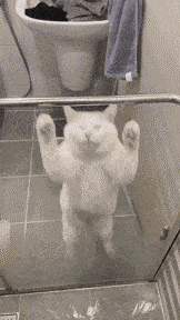 a white cat standing on its hind legs in front of a bathroom sink