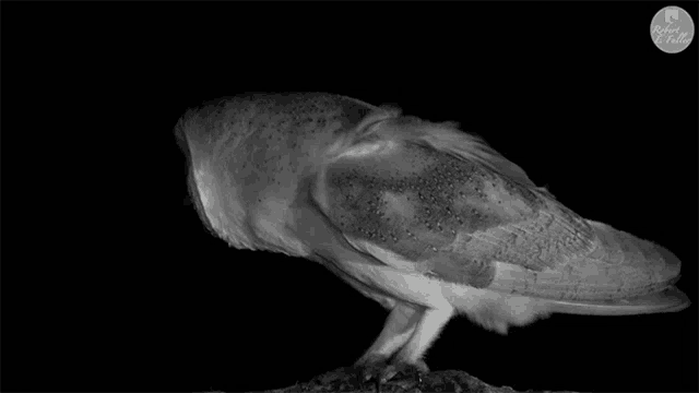 a black and white photo of a barn owl with a green circle that says robin hood on it