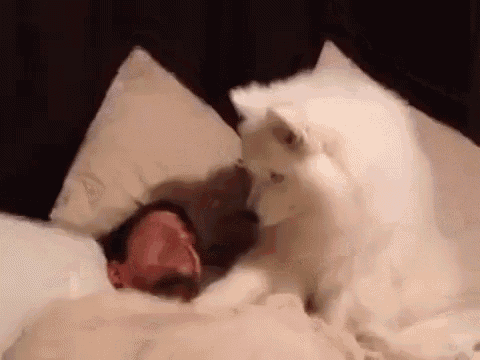 C'Mon, Wake Up GIF - Dogs Wake Up Pet Alarm GIFs