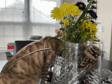 a cat is sniffing a vase of yellow flowers