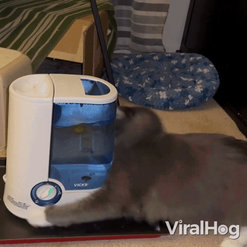 What Is This Cat GIF - What Is This Cat Viralhog GIFs