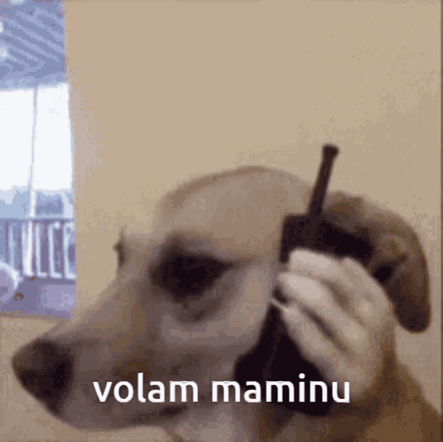 a dog is talking on a cell phone with the words volan maminu written below it