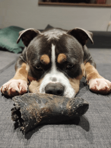 a dog laying on a couch chewing on a large bone