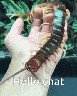 Centipede Hello Chat GIF - Centipede Hello Chat GIFs