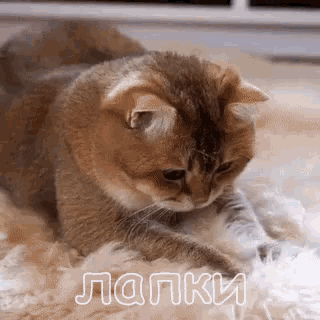 a cat is laying on its back on a fluffy blanket and looking down at something .