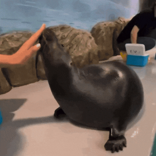 a seal is being petted by a person while a blue cooler sits on the floor