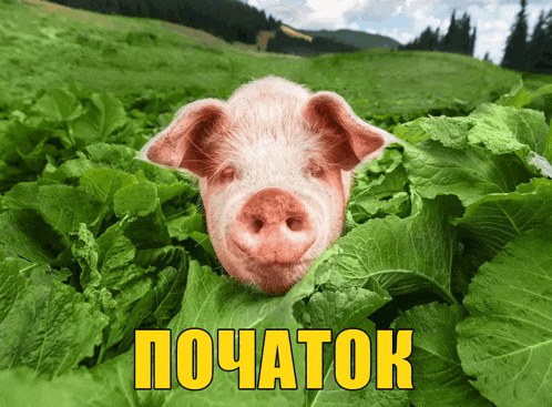 a pig is peeking out of a pile of green leaves with the word " початок " written above it