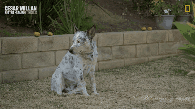 a dog laying in the grass with the words cesar millan better human better dogs behind it