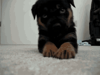 a rottweiler puppy is laying on its hind legs