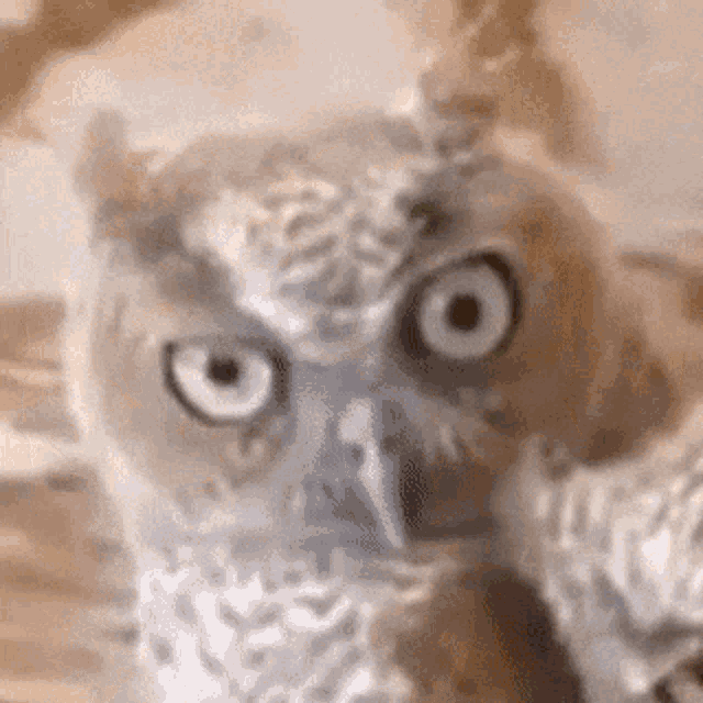 Owl Judging You GIF - Owl Judging You Owls GIFs