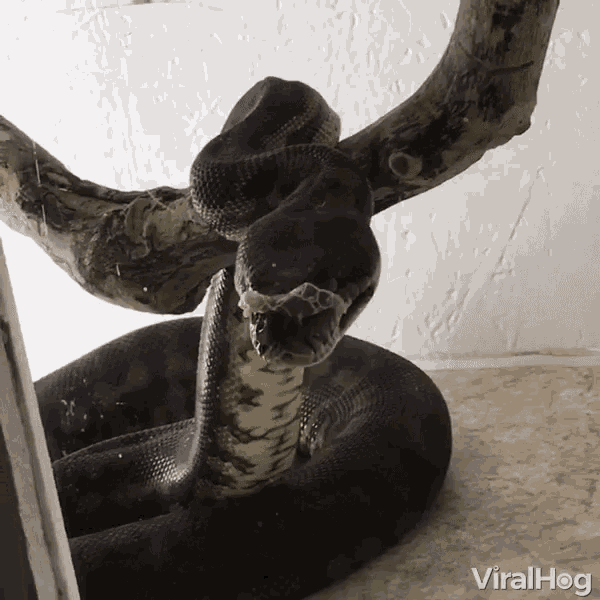 Viralhog Snake GIF - Viralhog Snake Yawn GIFs