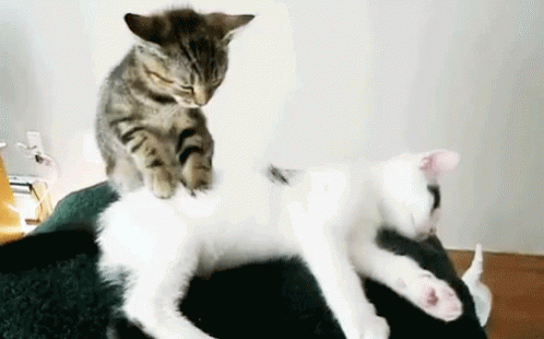 Kitten Massage GIF - Kitten Massage Cat GIFs