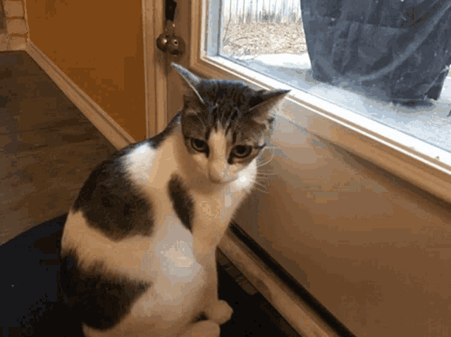 a black and white cat sitting in front of a window