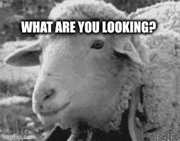 a black and white photo of a sheep with the words `` what are you looking ? '' written on it .