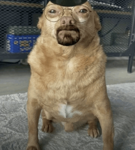 a dog with glasses and a beard looks like breaking bad