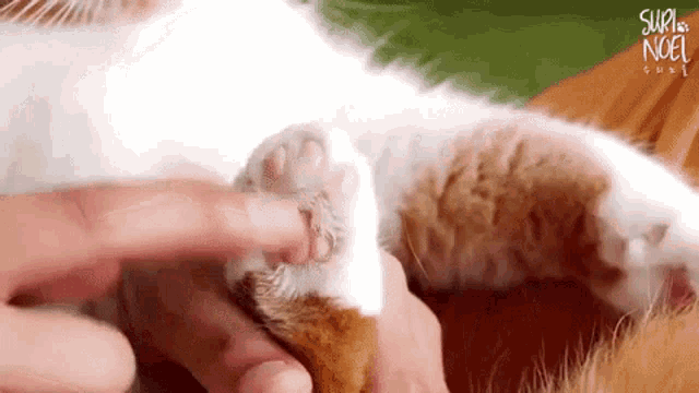 Surinoel Toe Bean GIF - Surinoel Toe Bean Paws GIFs