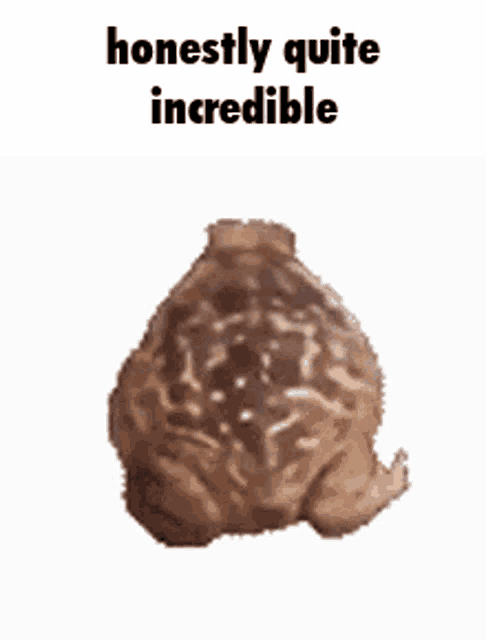 a close up of a chocolate cupcake with the words `` honestly quite incredible '' written above it .
