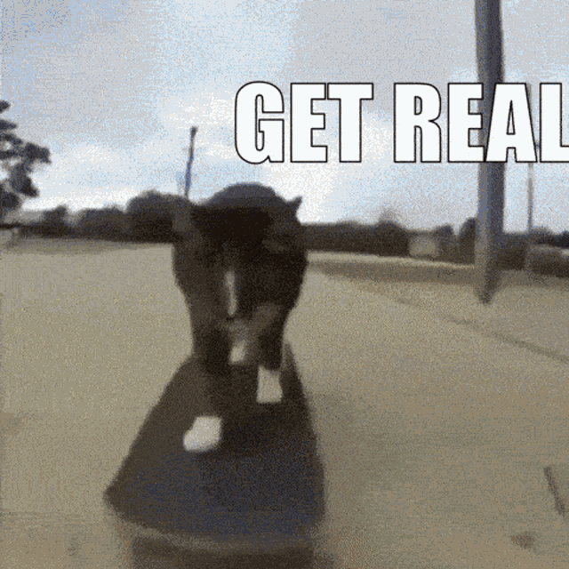 Get Real Skating GIF - Get Real Skating Cat GIFs