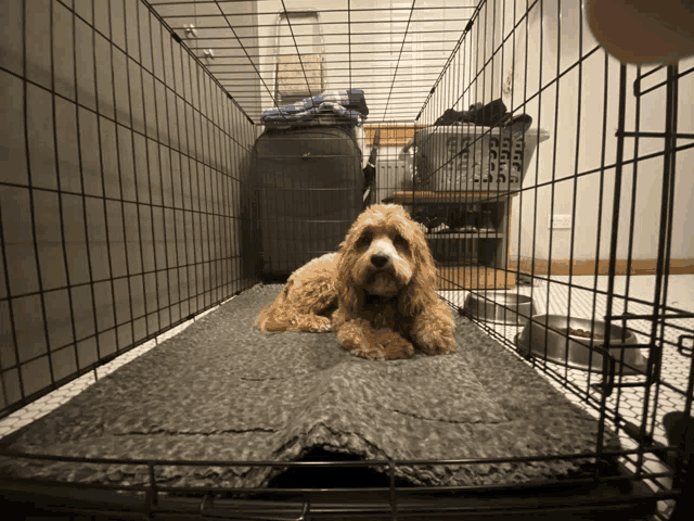 a dog laying on a blanket in a cage with bowls and a suitcase in the background