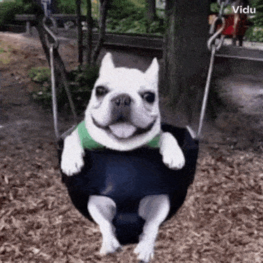 a french bulldog is sitting on a swing in a park and smiling .