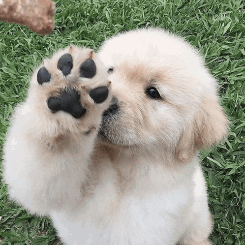 a puppy with black paws is playing with a stick