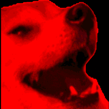 a close up of a dog 's face with orange spots