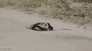 a snake is laying on the ground with the word ostrom visible in the corner