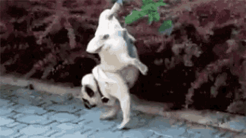 two pugs are standing on their hind legs on the sidewalk .
