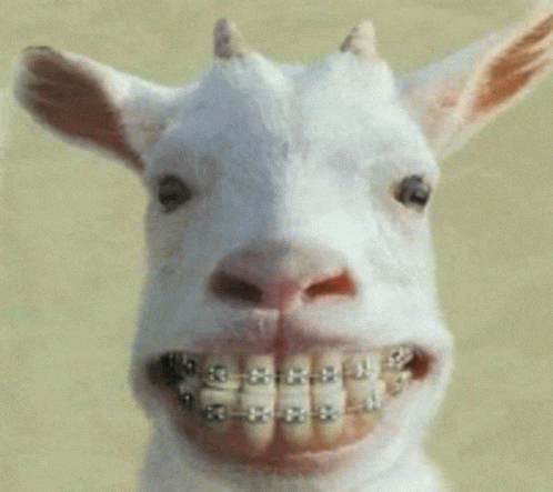 a goat with braces on its teeth makes a funny face