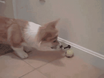 a dog playing with a tennis ball on a tiled floor