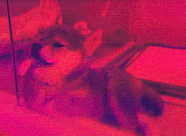 a pink and purple striped background with a few lines visible