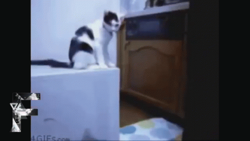 Cat Trolls GIF - Cats Troll Pull GIFs