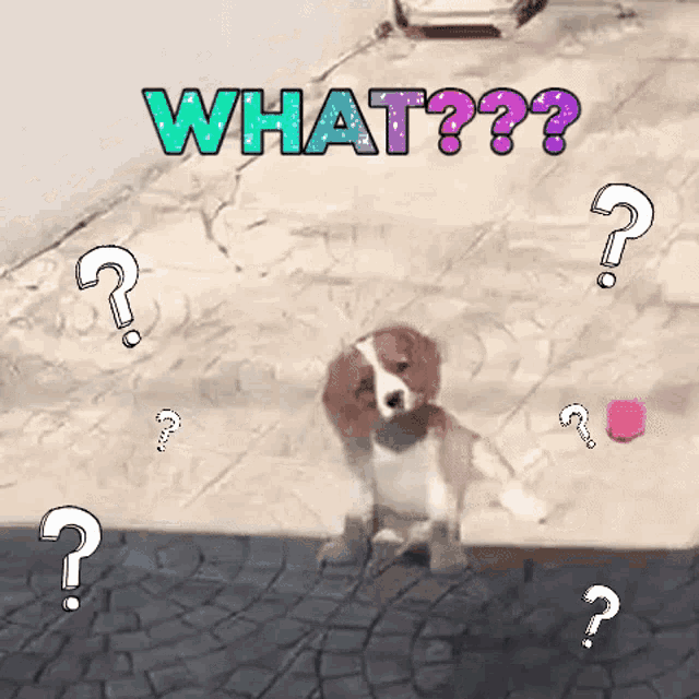 a brown and white dog surrounded by question marks and the word what