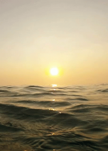 In The Water Sea GIF - In The Water Sea Ocean GIFs