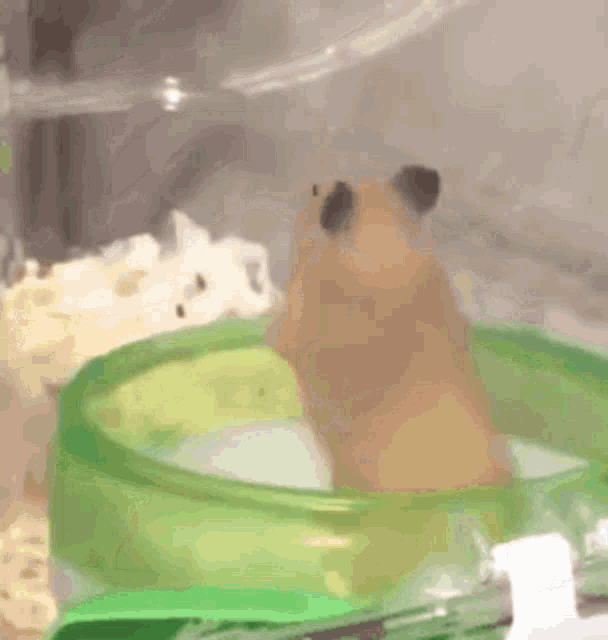Hamster Expecting GIF