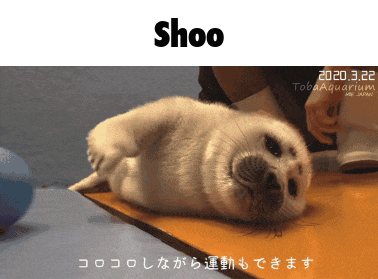 a picture of a seal laying on its back with the word shoo above it