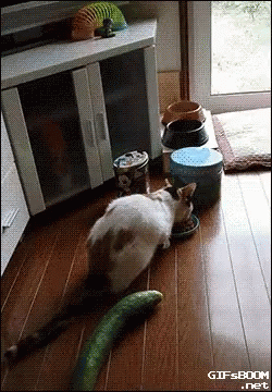 Cats Cat GIF - Cats Cat Cucumber GIFs