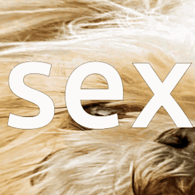 the word sex is written in white letters