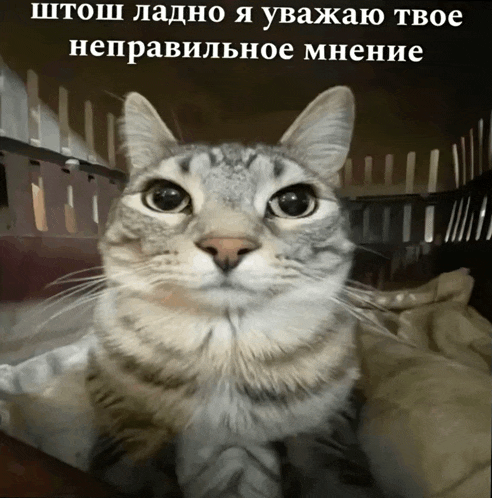 a cat is looking at the camera with a caption in russian above it